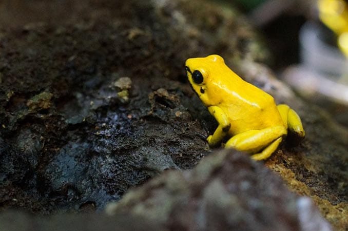 schrecklicher pfeilgiftfrosch - Pfeilgiftfrosch - Die Dendrobaten Seite